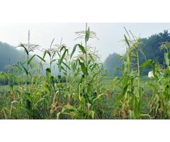 Maize stalk for sillage production