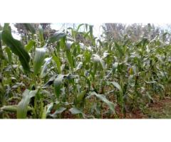 Maize stalk for sillage production