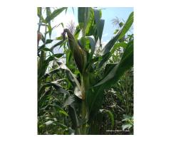 Green maize - 1