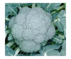 Broccoli and cauliflowers