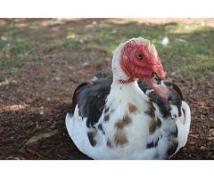 Muscovy Ducks