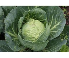 Cabbage Gloria f1