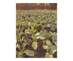 sukuma wiki( collard greens) - 1