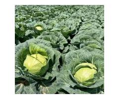 Cabbage